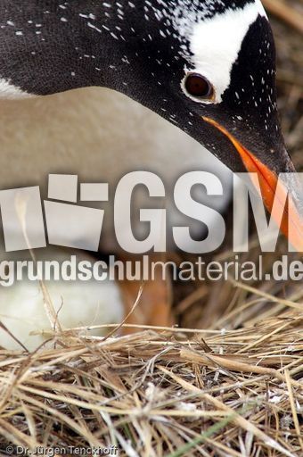 Eselspinguin (26 von 97).jpg